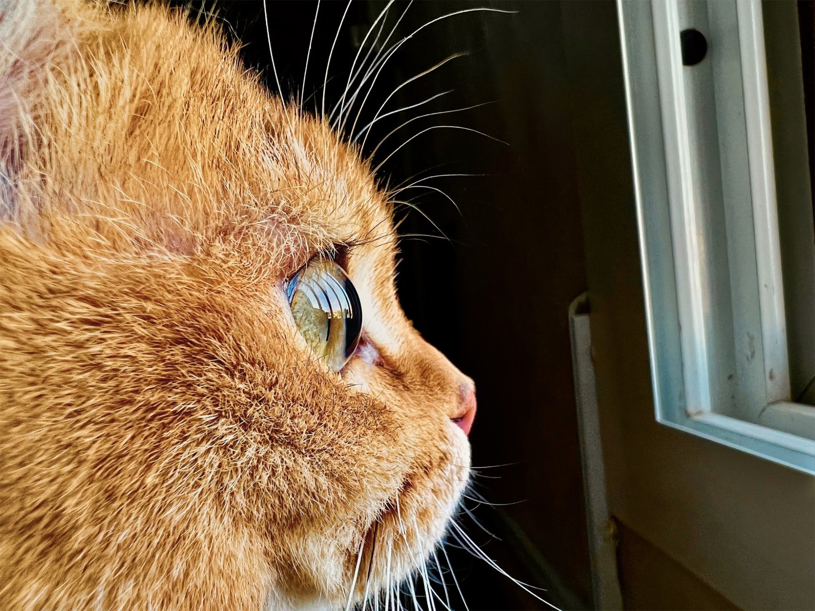 A cat in front of the iPhone 13, showcasing macro photography.