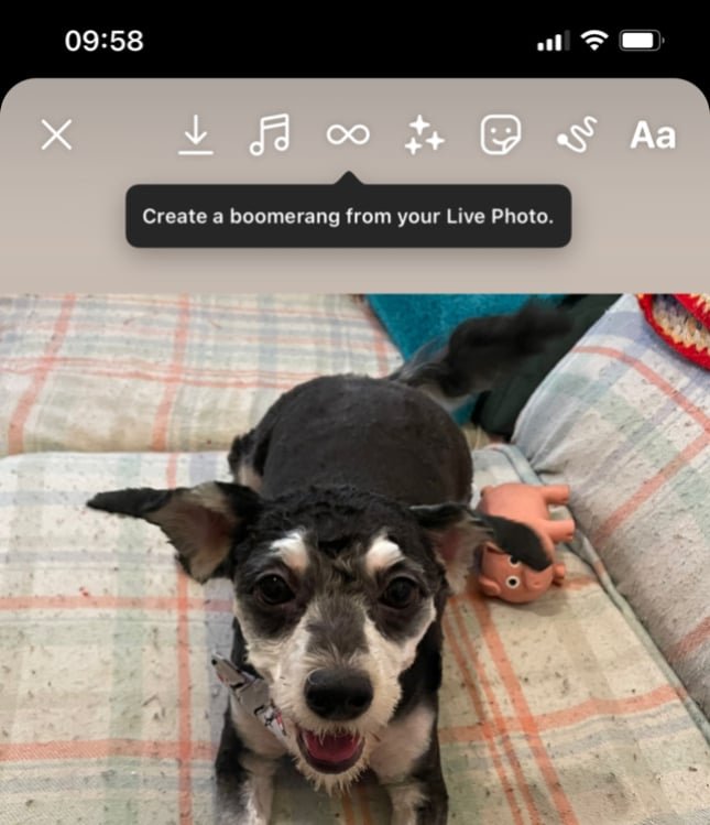 Puppy, with option to create Boomerang using Live Photo